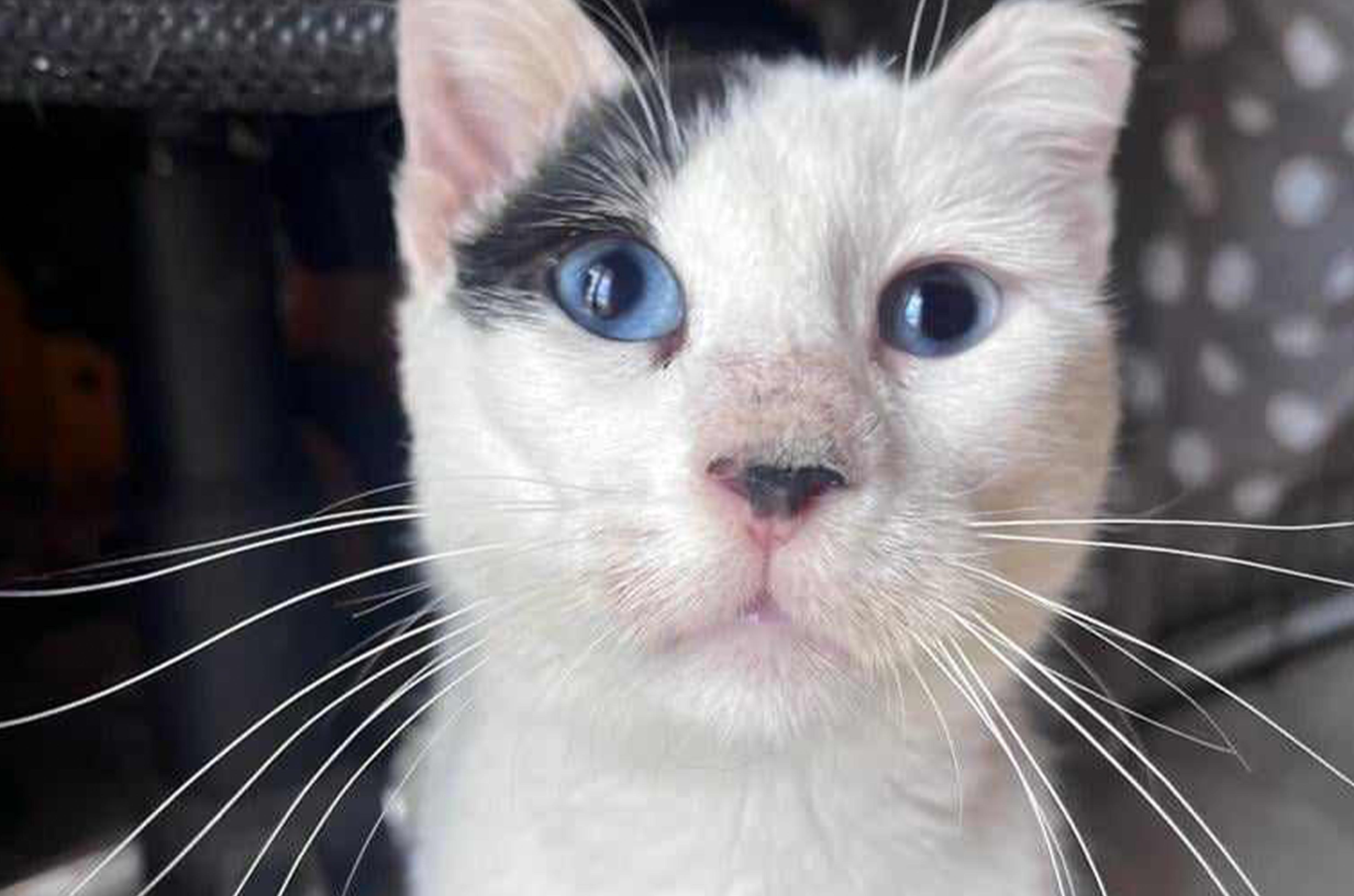 Our Cats