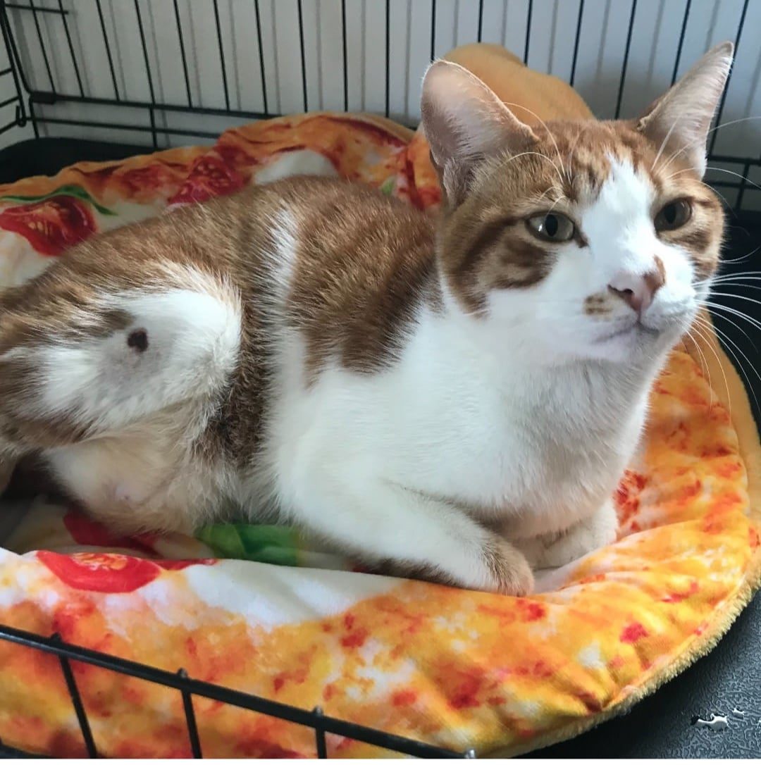 Archie the cat