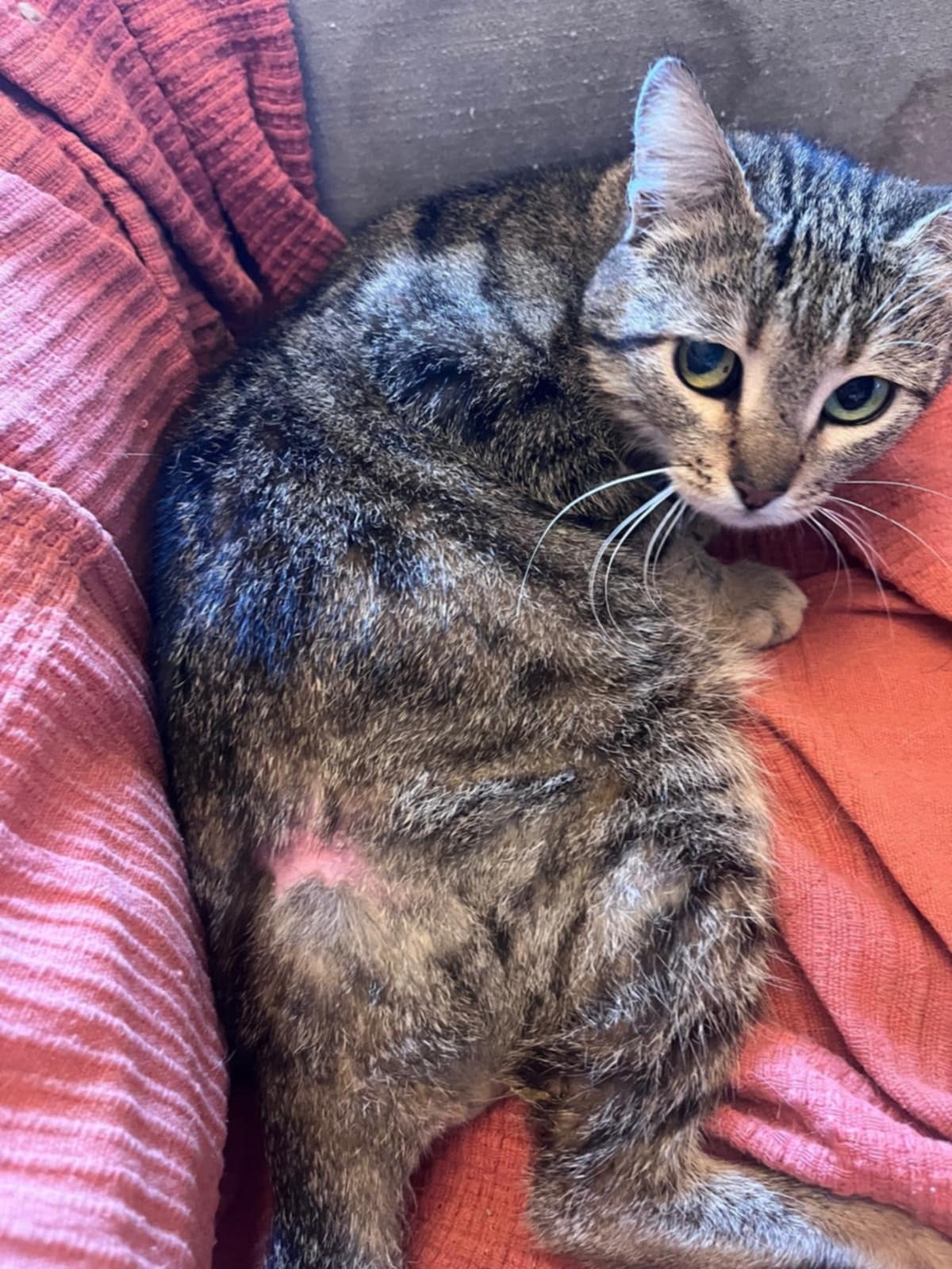 Crystal: How to treat a paralyzed cat at home with mobility support