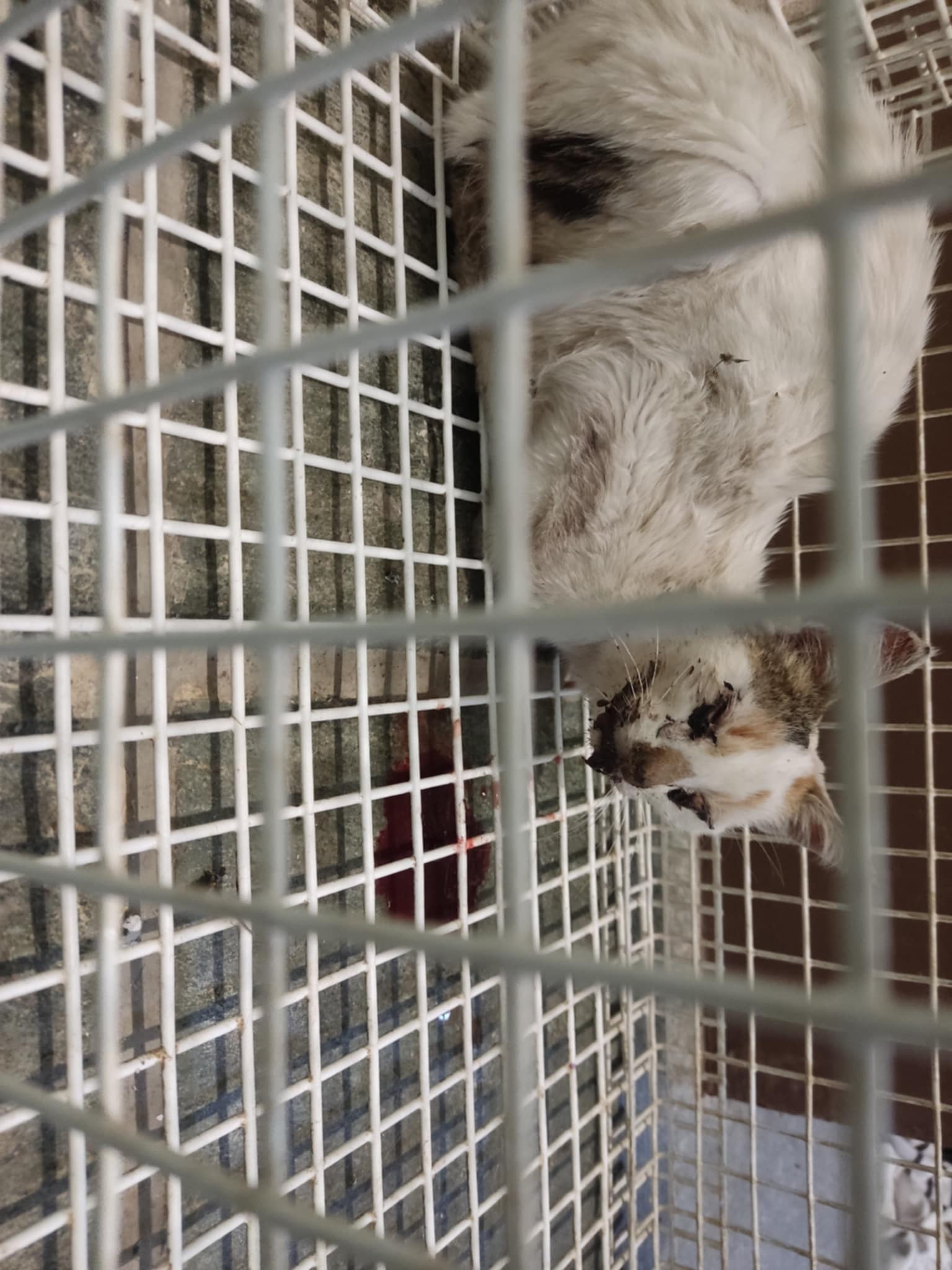 Elpida, Hope Elpida in a rescue cage