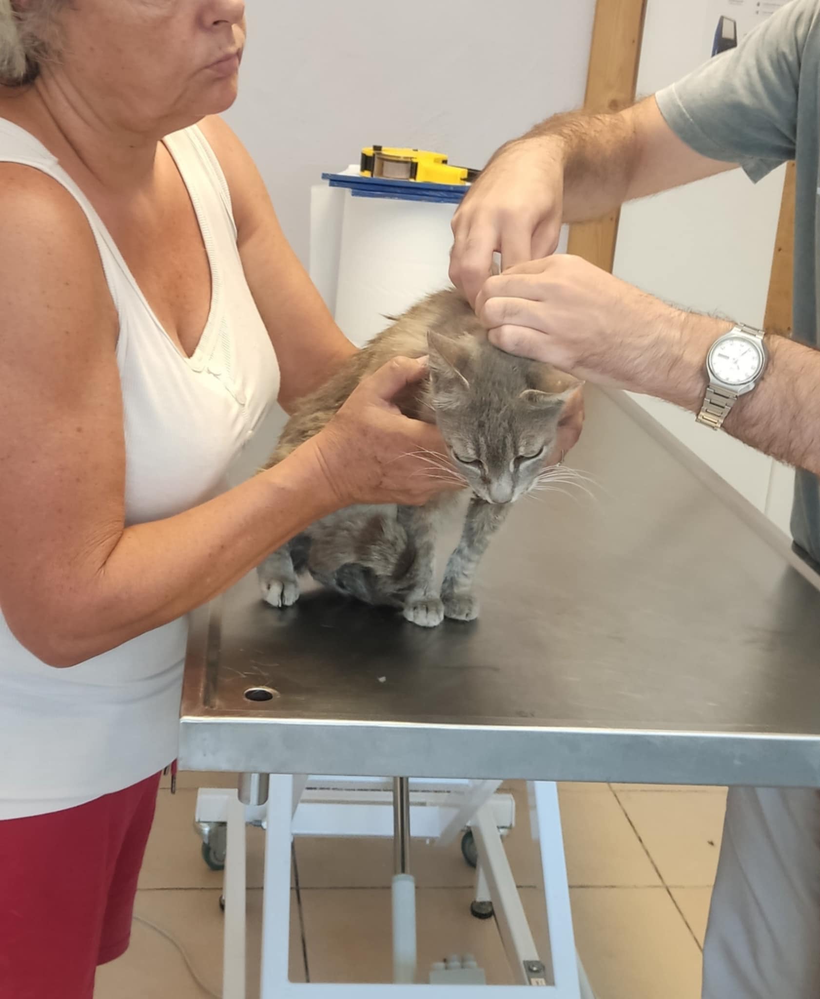 Rescued cat Marcus receiving treatment at Archie’s Cat Sanctuary in Galatas, Greece.